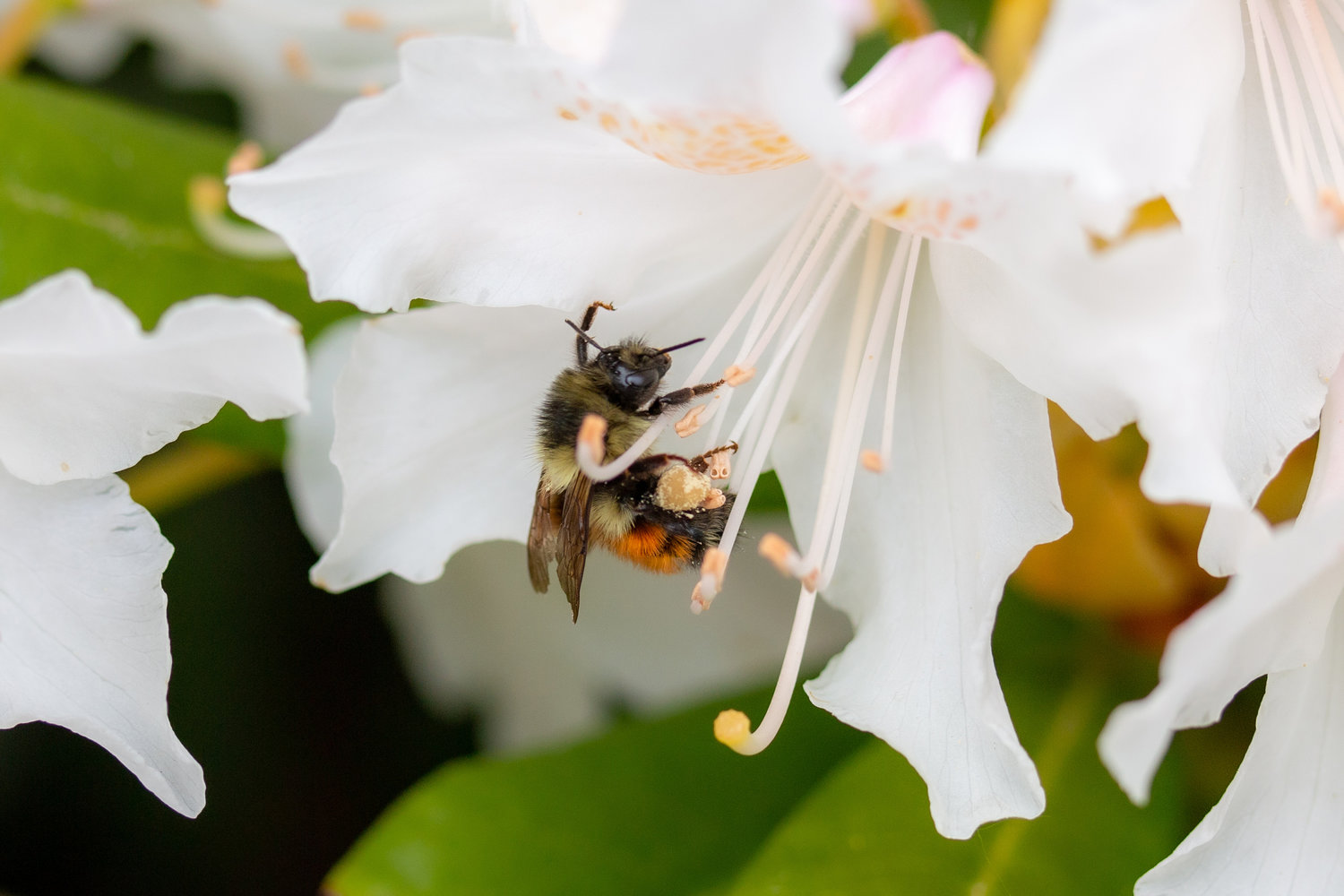 A bumblebee, with saddlebags full of pollen, lands on the stamen of a white rhododendron flower in this file photo.